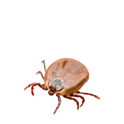 Lyme Hastalığı Belirtileri Nelerdir? Tedavisi Nasıl Yapılır?